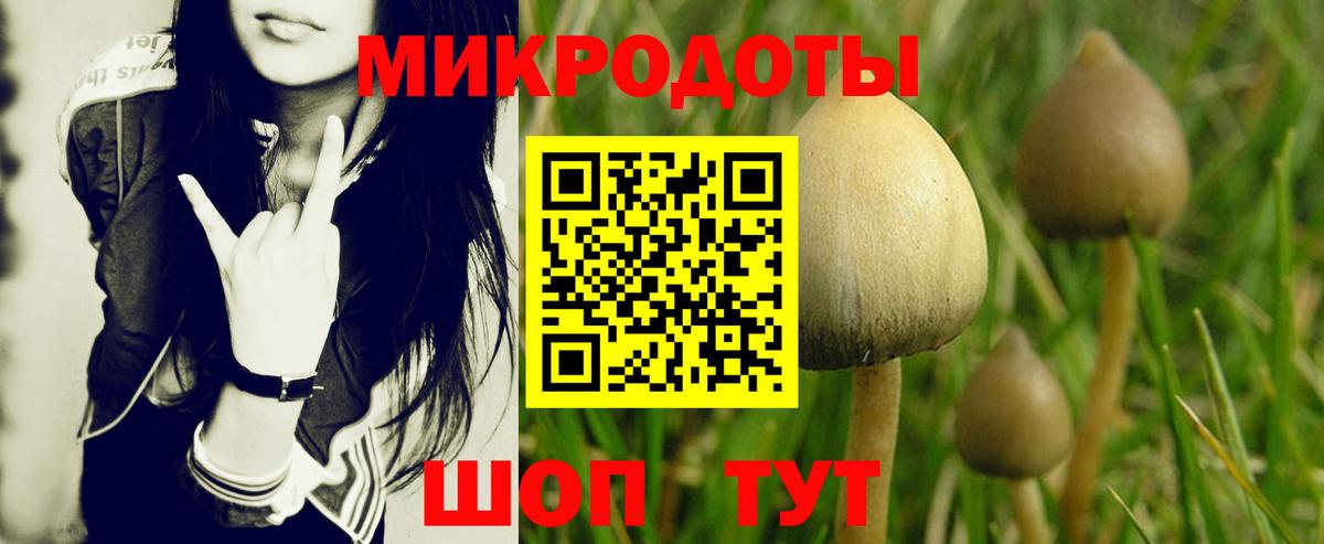 Псилоцибиновые грибы Psilocybine cubensis Ейск